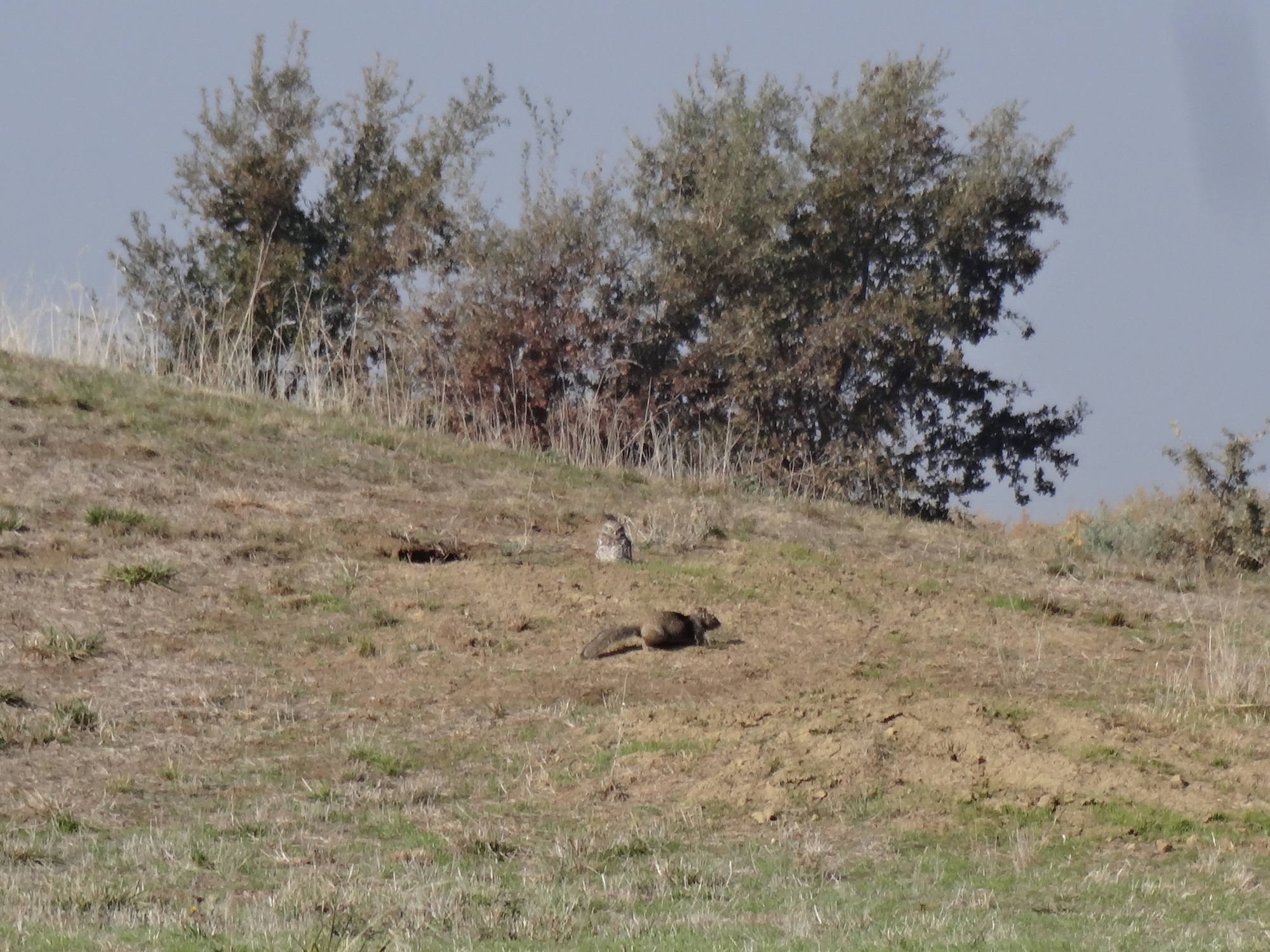 A burrowing owl and squirrel in a field