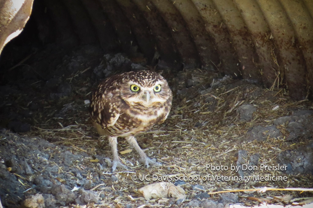 A brown burrowing owl on the ground in a drainage pipe
