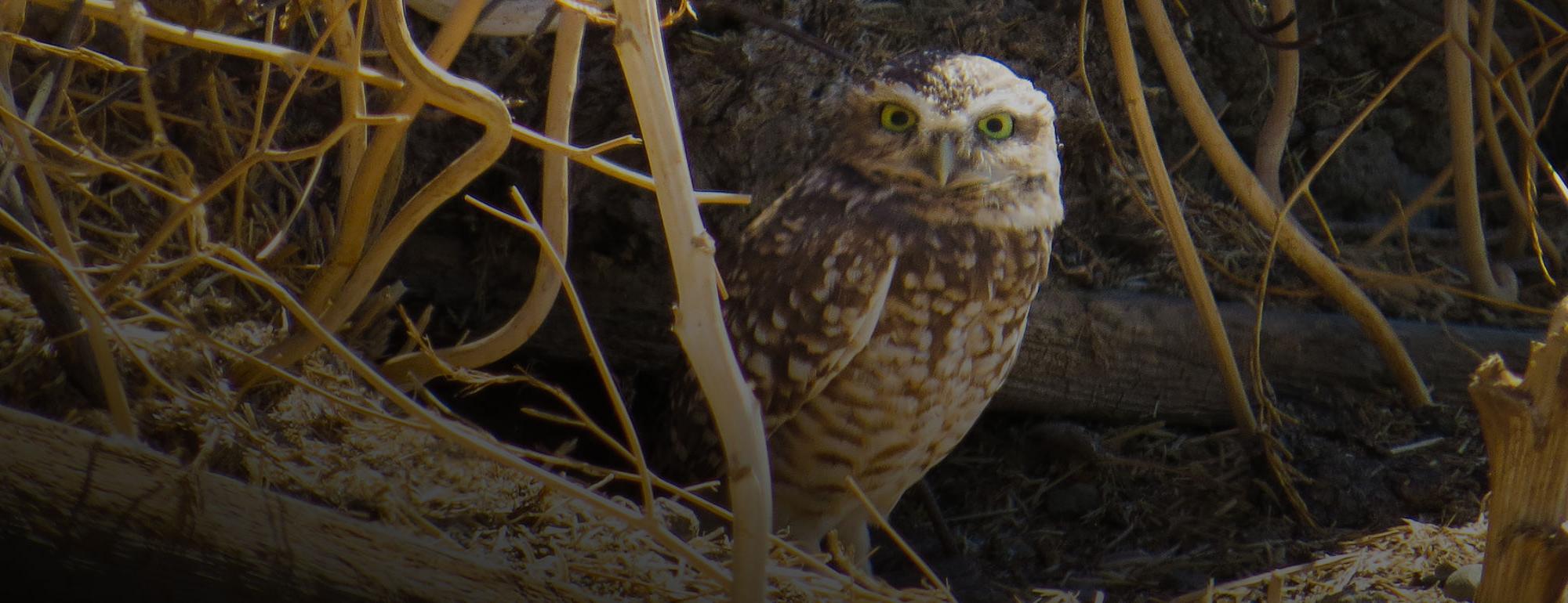 A burrowing owl sitting on the ground behind some dry brush