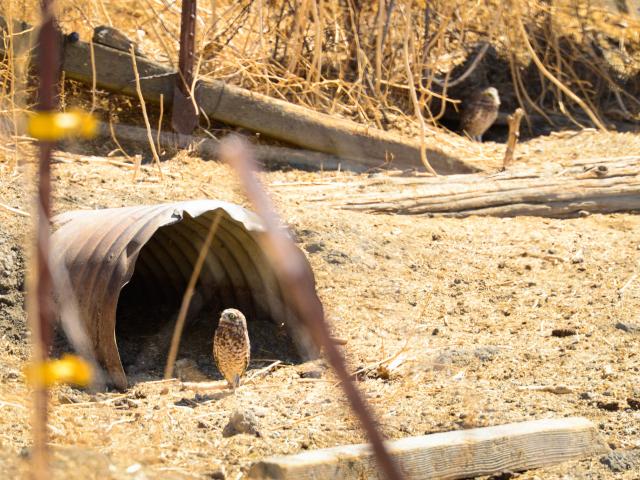 A burrowing owl peeking out of its drainage pipe home
