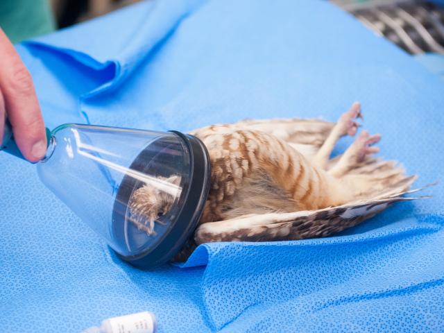 An unconscious burrowing owl on an operating table with an anesthetic cone mask over its head